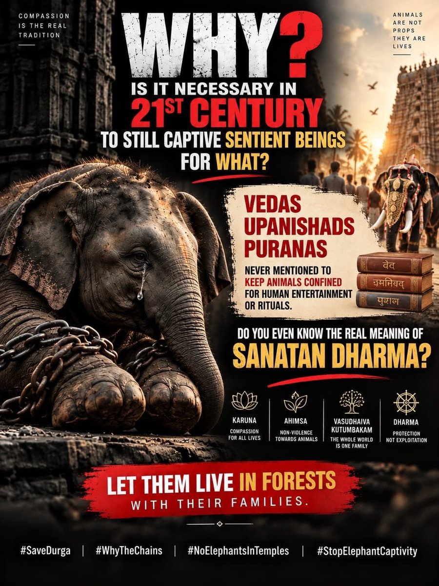 pawsunmute's tweet photo. Shiva has eyes that can see us, but no voice that can tell us what he feels.
When an elephant is helpless, our responsibility becomes greater—not smaller.
Don't look away from Shiva.
@TVKVijayHQ @PetaIndia @PFCII
#SaveShiva #VoiceForTheVoiceless https://t.co/qixufZP2BJ