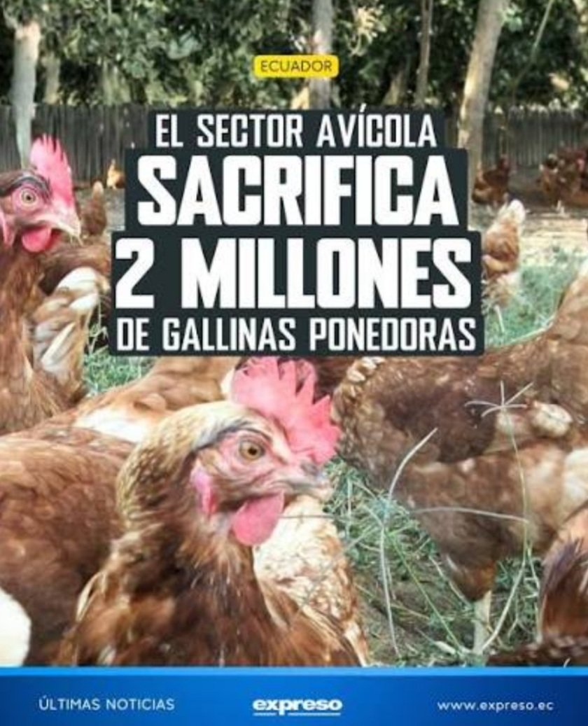 jjcarlos1073926's tweet photo. @Primicias Es lo que buscaban los del sector avicola por eso el año anterior sacrificaron 2 millones de gallinas para ahora subir el precio de los huevos y así tener más ganancia miserables. https://t.co/PCqBGMeqIB