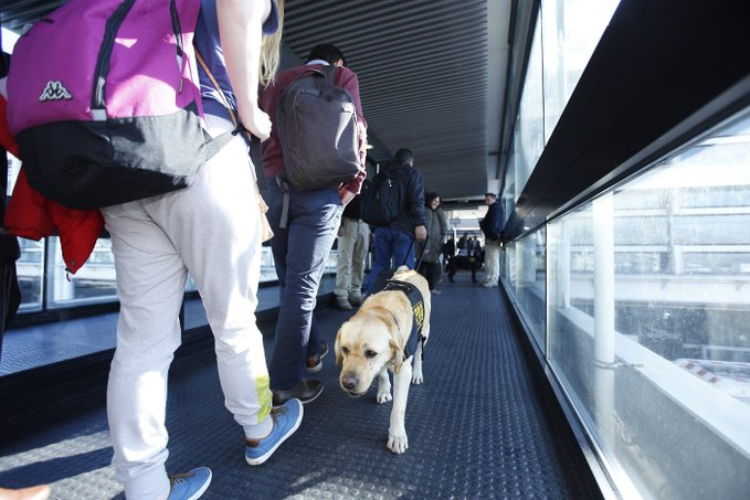 PDI_LosRios's tweet photo. ¿Sabías qué? 🐾🐶
Nuestra Brigada de Adiestramiento Canino cuenta con 5 disciplinas: Búsqueda de Personas, Explosivos, Narcóticos, Irrupción e Intervención Táctica y Canoterapia para contención emocional #Valdiviacl #LosRios #Valdivia #ElRanco https://t.co/6pGpug6S4H