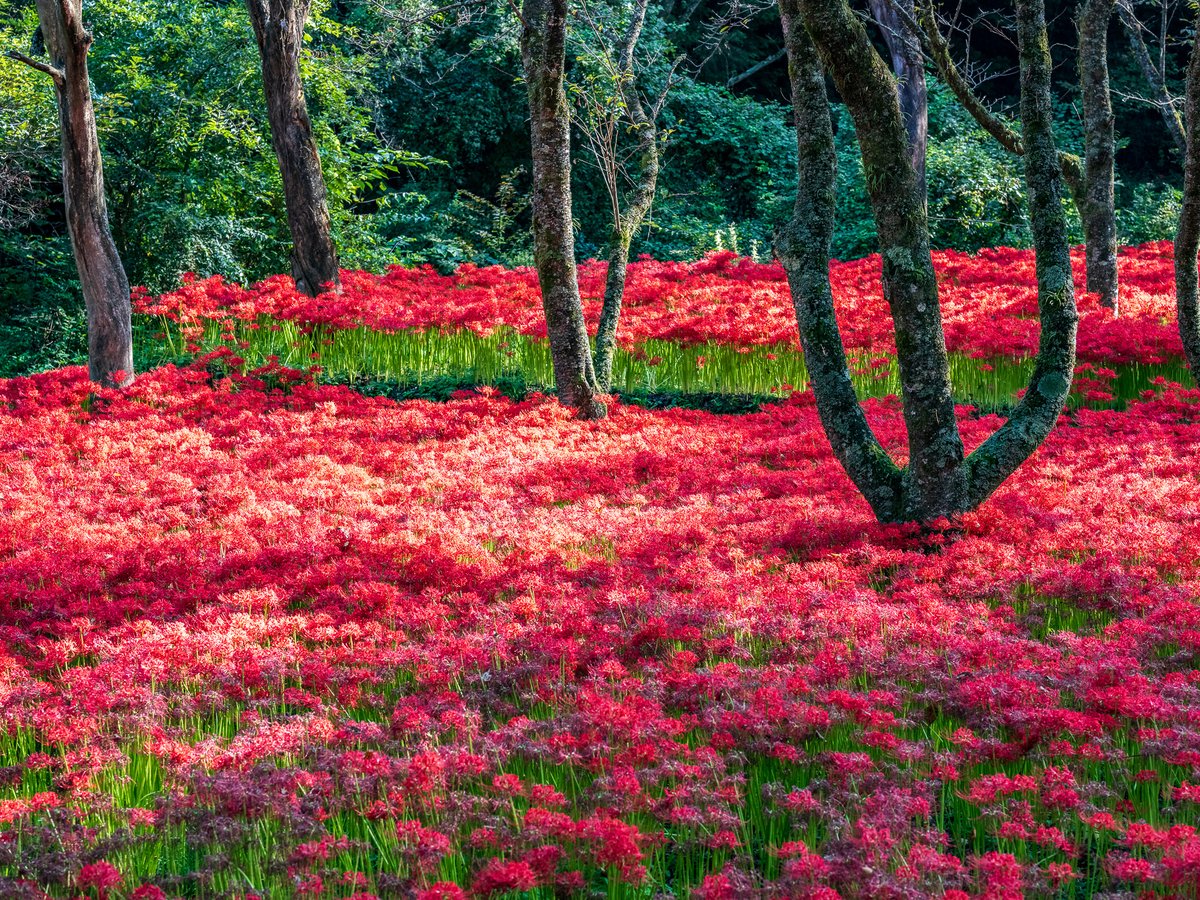 hay4te_s7's tweet photo. 視界を埋め尽くす彼岸花の群生「窪野彼岸花群生地」
愛媛県松山市窪野町にある窪野彼岸花群生地では山あいの棚田や斜面に彼岸花が群生し、9月中旬から下旬にかけて見頃を迎えます。
地域の人々が30年にわたり彼岸花の球根を植え、草刈りなどの手入れを続けながら大切に守ってきたものです。 https://t.co/GpJMhzNOKs