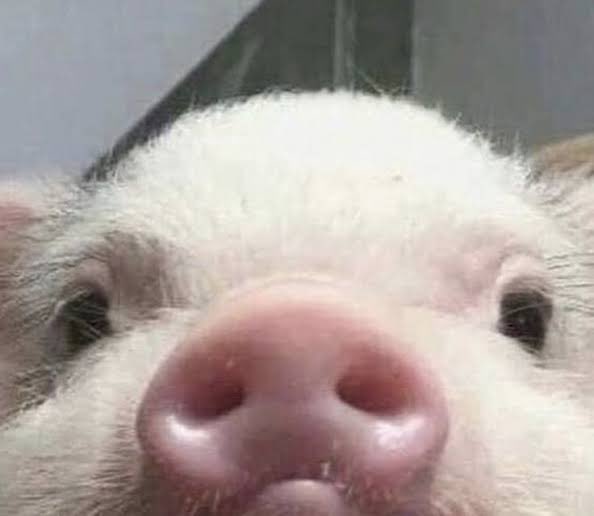 molamloamloa's tweet photo. เฟิ้ดกลับมาทำหมูอู๊ดที่ไทยได้แล้ว🤲🏻🥺
#TleFirston𝗲 #เติ้ลเฟิร์สวัน
#TLE_mrm #Firston https://t.co/5iZEH4mrBN