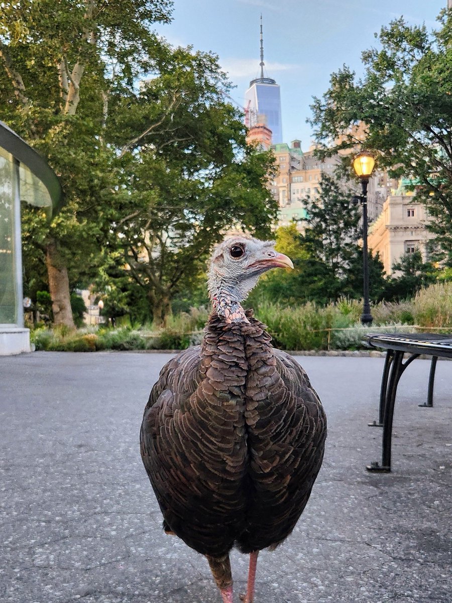 ShaunCurry's tweet photo. @SamKuffelWx This is Astoria, New York's most famous turkey. She currently resides in Battery Park and the people in my earlier post keep a close eye on her. This photo is from @BirdCentralPark. https://t.co/WHKJ33RytS