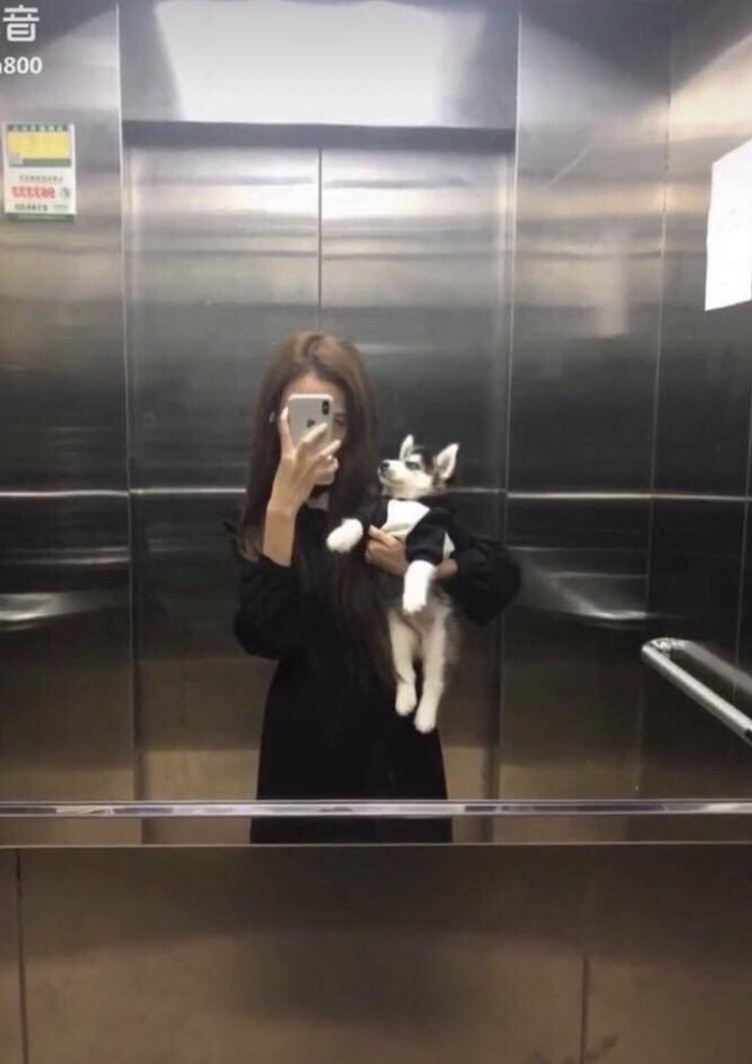 animal_kyawa_'s tweet photo. 大きくなっても抱っこされたいハスキー https://t.co/WyFCtxftGd