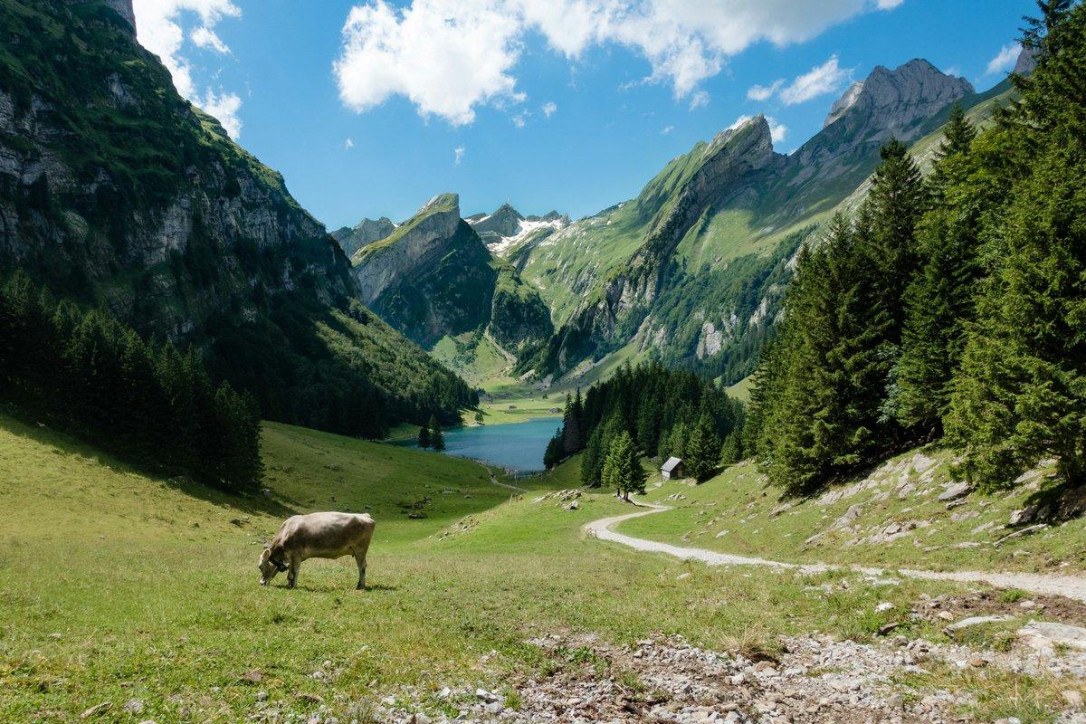 SchweizLove's tweet photo. Weiße Rinder auf der Alp — Erinnerung an traditionelle Alpwirtschaft und jahrhundertelange Weidepraxis.

#SchwendeDistrict #Schweiz #Kuh #Gras #Alpen https://t.co/Fv9USzwvef
