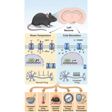 NeuroCellPress's tweet photo. Online now:  A hypothalamic neuronal population coordinates metabolic adaptations to cold https://t.co/KTAhol2Im6 https://t.co/gly7TJcsOK