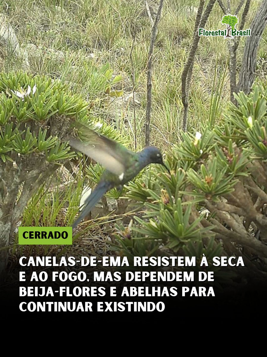 florestalbrasil's tweet photo. As canelas-de-ema, plantas do gênero Vellozia, são algumas das espécies mais adaptadas aos ambientes extremos do Cerrado. Crescem sobre solos pobres e rochosos, enfrentam longos períodos de seca e algumas chegam a florescer poucas semanas após a passagem do fogo.

Mas toda essa resistência tem um limite: para se reproduzir com sucesso, muitas dependem diretamente de polinizadores.

Um estudo realizado na Serra do Cipó, em Minas Gerais, acompanhou 13 espécies durante dois anos e combinou observações de campo, experimentos de polinização e testes de germinação.

Entre as 11 espécies submetidas aos experimentos reprodutivos, sete não produziram frutos ou sementes quando os animais foram impedidos de visitar as flores.

Mesmo em espécies capazes de algum nível de reprodução sem visitantes, os melhores resultados ocorreram quando havia polinização por animais. Não bastava formar frutos: as sementes provenientes de flores visitadas por polinizadores apresentaram melhor desempenho e maior capacidade de germinação.

Os principais visitantes registrados foram beija-flores, como Colibri serrirostris e Chlorostilbon lucidus, além de abelhas do gênero Trigona e da abelha-africanizada Apis mellifera.

O resultado é especialmente relevante porque cerca de 75% das espécies da família Velloziaceae são endêmicas, muitas restritas aos campos rupestres.

Esses ambientes, apesar da aparência rochosa e da vegetação baixa, não são áreas degradadas: são ecossistemas antigos, diversos e repletos de espécies encontradas em poucos lugares do planeta.

A pesquisa mostra que conservar uma planta não significa apenas manter indivíduos vivos. É necessário preservar também as relações ecológicas que permitem sua reprodução.

Sem beija-flores e abelhas, algumas das plantas mais resistentes do Cerrado podem simplesmente deixar de produzir a próxima geração.

Saiba mais através do link:  https://t.co/kG8ja9iY5O

#cerrado #polinização #abelhas #beijaflores #biodiversidade