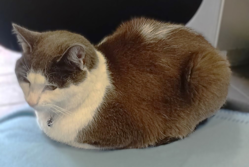 clark74378's tweet photo. Now that's what I call adorable. ☺️

@TweetsOfCats @PostsOfCats #catloaf #cat @weirdlilguys @catsofinstagram #loafing #CatsAreFamily @WeAssessCats @Cats_Dogs_Game #cutepics #cuteness https://t.co/jb49NiPpoI