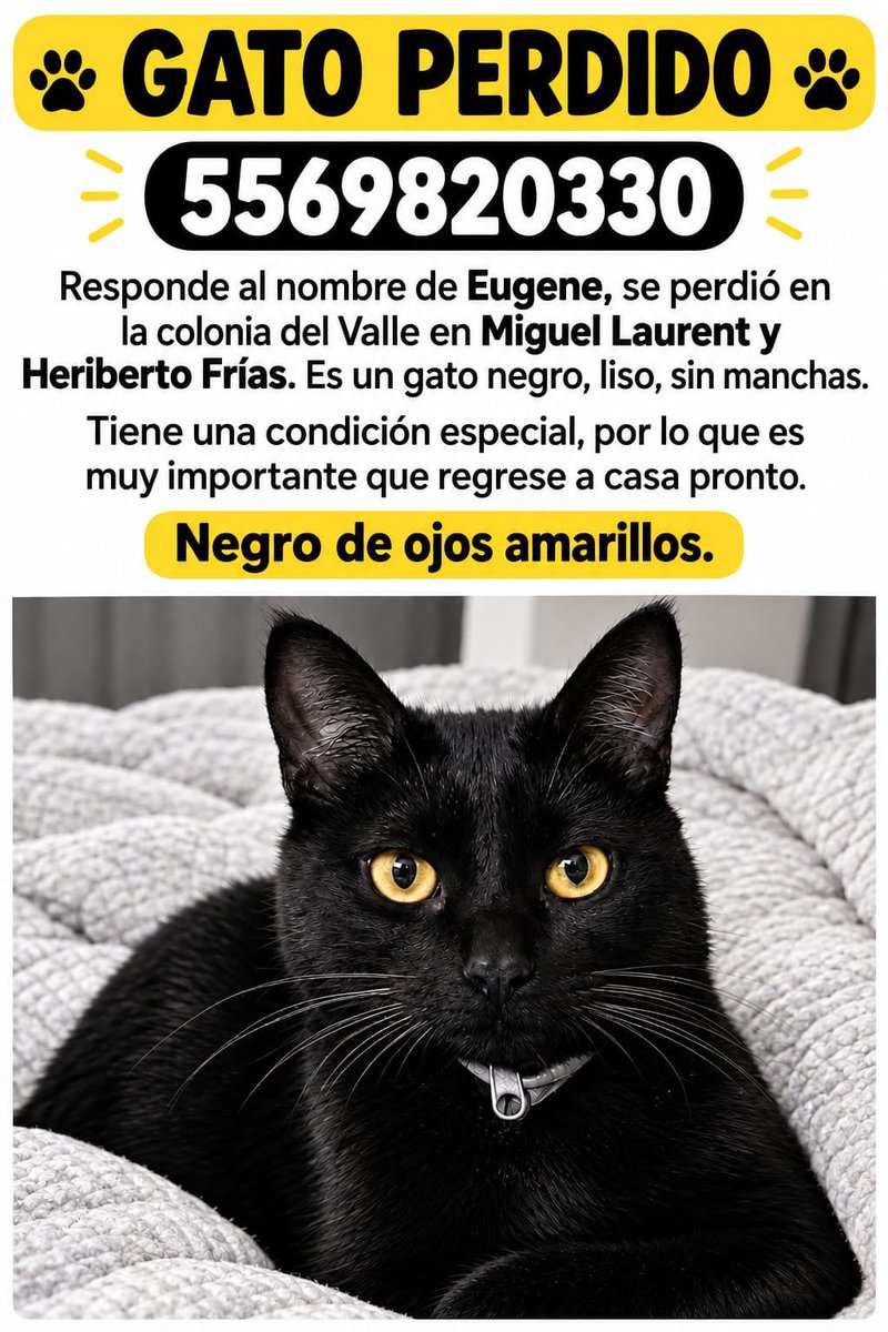 amarilloalarcon's tweet photo. ‼️Piden colaboración para localizar a este gatito negro 

Responde al nombre de Eugene y se extravió en la col. #DelValle
@NarvarteVecinos 
@En_laDelValle https://t.co/61GUE1tGyZ