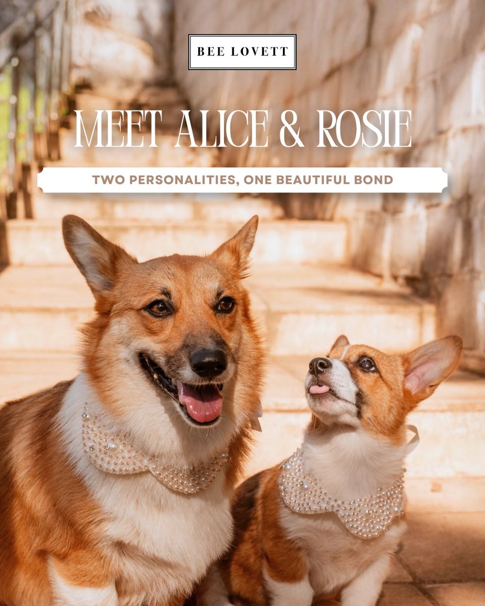 manemaniaco's tweet photo. Meet Alice and Rosie, our newest Bee Lovett ambassadors. Two beautiful girls with distinct personalities: Alice loves beach days and pampering, while Rosie thrives in rain, mud, and adventure. Together, they embody playful, timeless style. https://t.co/pfKPqsG54B