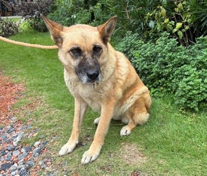 fukushiyamesagi's tweet photo. 🆘緊急🆘#収容犬
🆘掲載期限9/28(月)
9/17(木)千葉県匝瑳市吉崎
茶♀雑種犬
📲千葉県動物愛護センター🙇🏻‍♂️#麺屋いとう
迷い迷子保護ミックスイヌいぬメス茶白茶黒茶色旭銚子山武横芝光町飯倉八日市場干潟めん丸店辰巳ふれあいパークレストランバイキング道の駅季楽里あさひ鎌数伊勢大神宮 #椿ノ海水神社 

🚨「メス」「中型」「首輪無・鑑札無」とされる、マズルが黒い茶色(或いは茶白、白茶、茶黒、黒茶、茶黒白、黒茶白※画像からは耳にも黒毛が混じっているように見えます。)の犬が収容されています‼
🚨️飼い主様、関係者様は大至急お迎えをお願いいたします🙏🏻
🚨収容犬にお心当たりのある方は大至急センター迄ご連絡をお願いいたします📲🙇🏻‍♂️

◎公示には「雑種・茶黒色*・メス**・中型・成犬　首輪無***・鑑札無」と記載されています🐕

＊公示掲載画像の動物は、撮影・再生条件、被毛・皮膚の濡れ・汚れ、或いは傷病等により色合いや印象が逸走当時とは違って見える場合があります。また毛色・毛柄等の認識・表現は個人の感覚等によっても異なる為、収容中の犬が公示記載毛色の「茶黒色」ではなく、黒茶(色)、茶黒白(色)、黒茶白(色)、茶白(色)、白茶(色)、茶(色)、鼻黒、靴下、ソックス、白足袋、或いは赤犬等として捜索されている可能性もあります。収容犬の特徴の詳細はセンター迄お問い合わせください(※迷子動物をお探しの方は直接センターへ出向かれてのご確認が確実です。)📲🙏🏻

＊＊収容動物は長毛、傷病、或いは興奮等により、性別の確認が困難な場合があり、公示記載の性別が後日訂正される可能性もあります。正確な情報はセンター迄お問い合わせください📲🙇🏻‍♂️

＊＊＊首輪等は放浪中に外れた可能性もあり、跡が残っている場合もあります。詳細はセンター所迄お問い合わせください📲🙏🏻

⚠️公示には、マイクロチップに関する記載はありません。詳細はセンター迄お問い合わせください📲🙇🏻‍♂️

⚠️⚠️傷病等の有無・状態、収容状況等についてはセンター迄お問い合わせください 📲🙏🏻

◎迷子動物は市区町村境・都県境等を越境して収容される場合もあります。

◎公示に記載がなく、掲載画像からも不明な収容動物の特徴等についてはセンター迄お問い合わせください📲🙇🏻‍♂️

◎各センター・保健所等の公示記載の犬種・猫種は、DNA検査により鑑定されたものではないと考えられますので、公示記載の犬種・猫種等は推定であり目安とお考えください🙏🏻

◎収容動物は長期放浪等の影響による容姿の変化、或いは首輪等の脱落、色柄・形状等の経年劣化、放浪中の他者による装着等の可能性があります。公示に掲載画像がある場合でも、撮影・再生条件、被毛・皮膚の濡れ・汚れ・傷病等により動物の目の色や毛柄等の特徴、或いは経年劣化等により首輪等の色柄・形状等が逸走当時とは違って見える可能性があります。またリンクのミス等により掲載画像に別の個体や装着品が表示されるケースも稀に見られます。公示記載情報、或いは掲載画像からの印象と、動物の逸走当時の容姿、装着品との多少の差異に拘らずセンターでのご確認をお願いいたします🙇🏻‍♂️

お問い合わせ
所属課室：健康福祉部動物愛護センタ−保護指導課
電話番号：0476-93-5711
ファックス番号：0476-93-5326
📩https://t.co/3dRK12YuDg

個人等で保護している動物情報(千葉県※千葉市・柏市・船橋市を除く)
⏩https://t.co/Pe6hAQzoys

収容犬情報  千葉県動物愛護センター(本所)
⏩https://t.co/Nalitv8jxO

【管理番号】yo260917-01