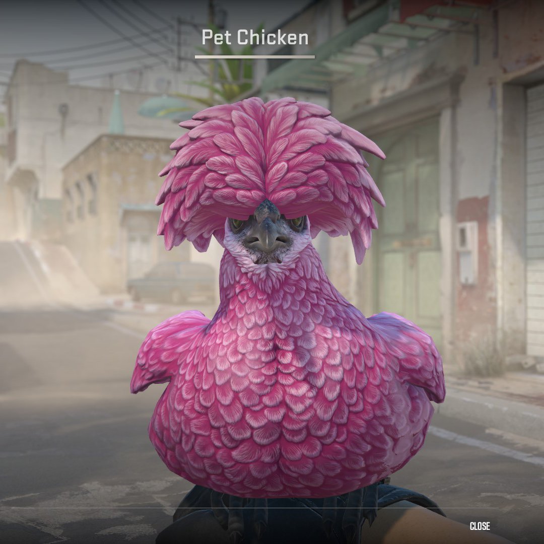 pricempire's tweet photo. The new chickens in CS2 are untradable and have a lifespan of 140 days.

The egg hatches in 7 days, the chick stays in the menu for 22 days, then it joins matches as a pullet for 28 days and lives 90 more days as a hen. https://t.co/XGUfL5AadZ