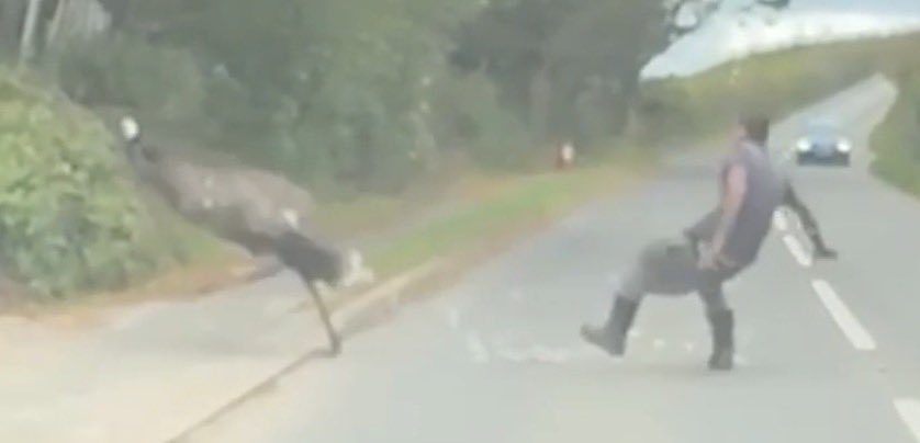 BGatesIsaPyscho's tweet photo. 🇬🇧 Meanwhile earlier in England 

Man wrestling an escaped Emu on a Country Road ends up getting head-butted by the determined Bird

So many questions⁉️ https://t.co/gJQZ4PHmdh