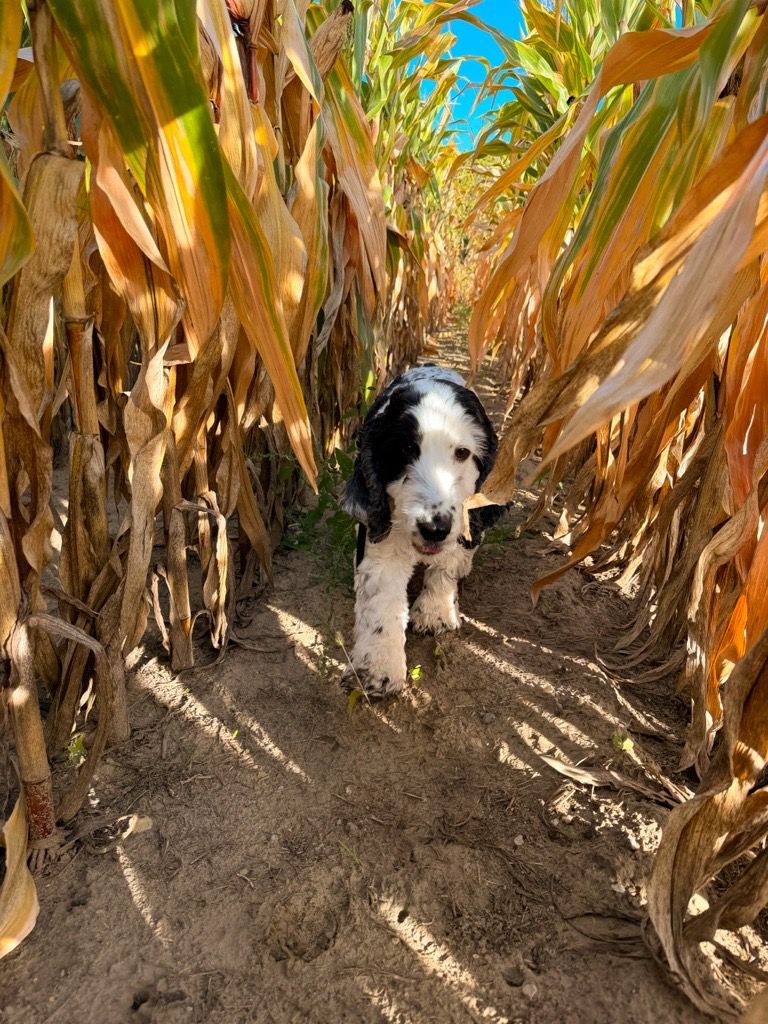 HORIZON_SEEDS's tweet photo. 🐾 We had a Doggy Day at the office! Our furry friends stopped by to visit, hang out and show their support for the #ByOurSideSeedDogs campaign from @SeCan.
We’re proud to support mental health in agriculture alongside The Do More Agriculture Foundation. 💚🐶 https://t.co/M9JAqPGMgS