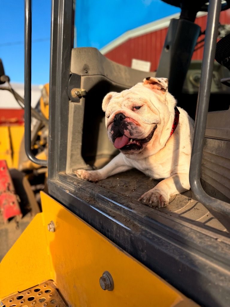 HORIZON_SEEDS's tweet photo. 🐾 We had a Doggy Day at the office! Our furry friends stopped by to visit, hang out and show their support for the #ByOurSideSeedDogs campaign from @SeCan.
We’re proud to support mental health in agriculture alongside The Do More Agriculture Foundation. 💚🐶 https://t.co/M9JAqPGMgS