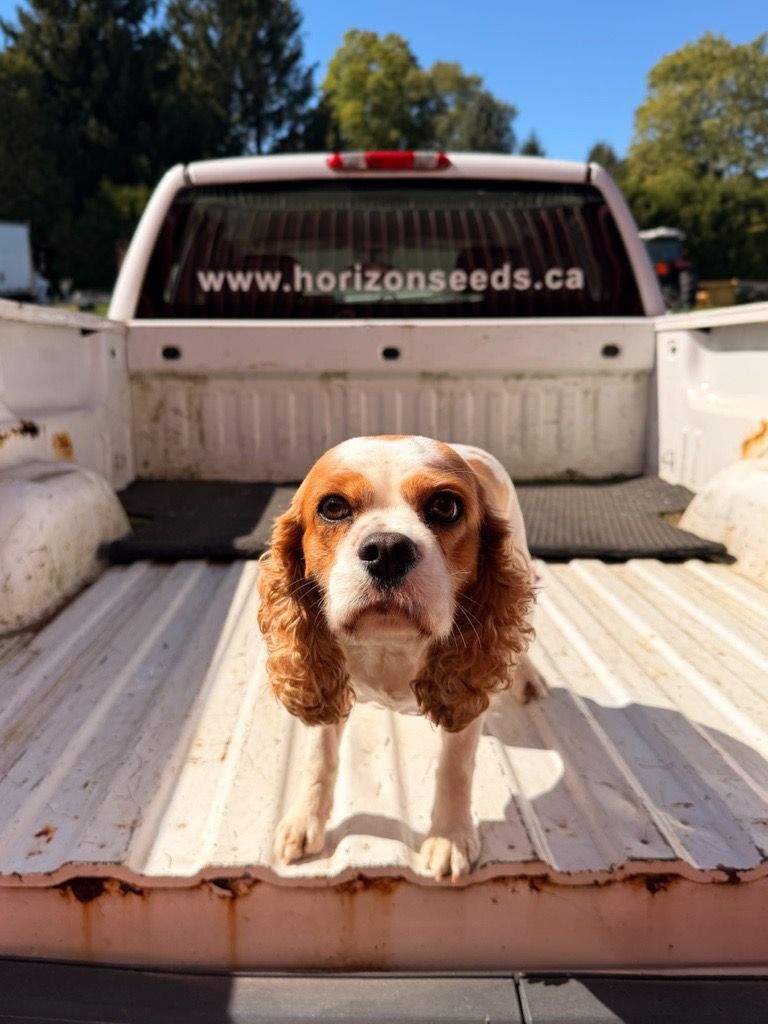HORIZON_SEEDS's tweet photo. 🐾 We had a Doggy Day at the office! Our furry friends stopped by to visit, hang out and show their support for the #ByOurSideSeedDogs campaign from @SeCan.
We’re proud to support mental health in agriculture alongside The Do More Agriculture Foundation. 💚🐶 https://t.co/M9JAqPGMgS