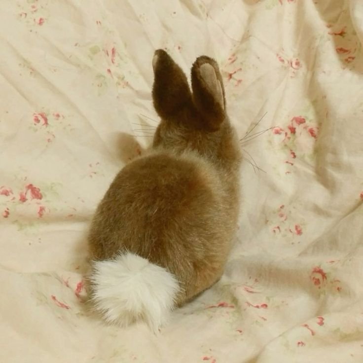 floralapine's tweet photo. the bunny chooses to ignore her canvas to-do list ໒꒰․ ․⸝⸝⸝ ꒱১ https://t.co/CeqOmsjsJX