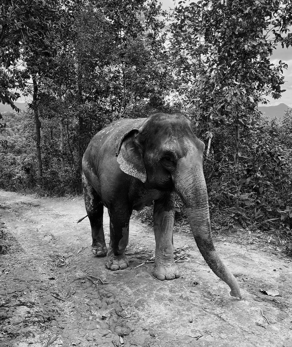 MeridethMazd's tweet photo. Chiang Mai did not disappoint. https://t.co/1yrLLgbZD7