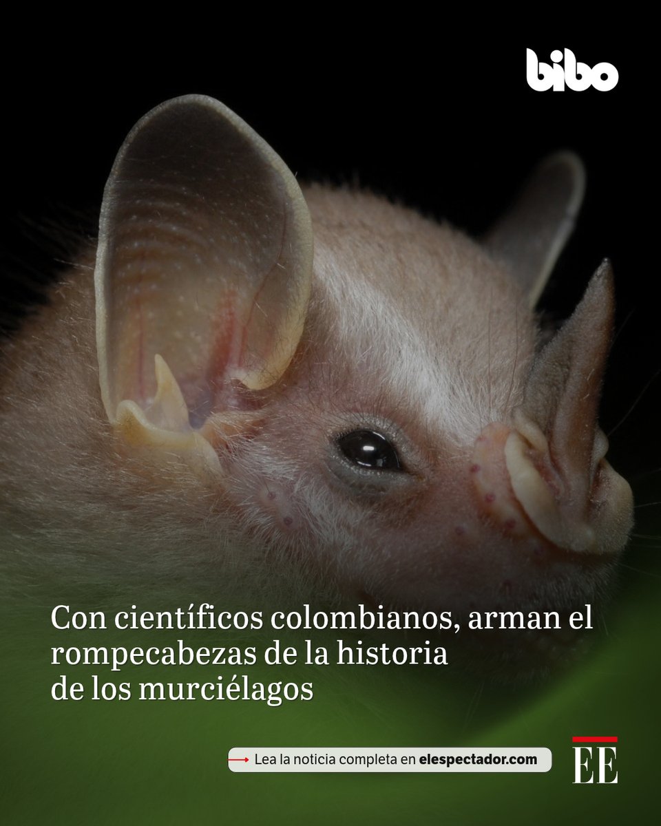 BIBOCol's tweet photo. Un grupo de investigadores se unió en un esfuerzo sin precedentes para reconstruir la historia genética del único mamífero capaz de volar: el murciélago. 🦇
Su trabajo resuelve preguntas que han inquietado a los científicos por décadas.

👉 https://t.co/GuBzKSe1x5 https://t.co/nOjVxycjbh