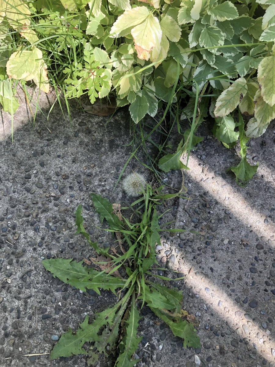 jymcbride4949's tweet photo. The life cycle of a dandelion .  Stayed intact for many days , after it turned , then seeded the world in my front yard.  Simple beautiful Blessigns. https://t.co/2z7557swQ5