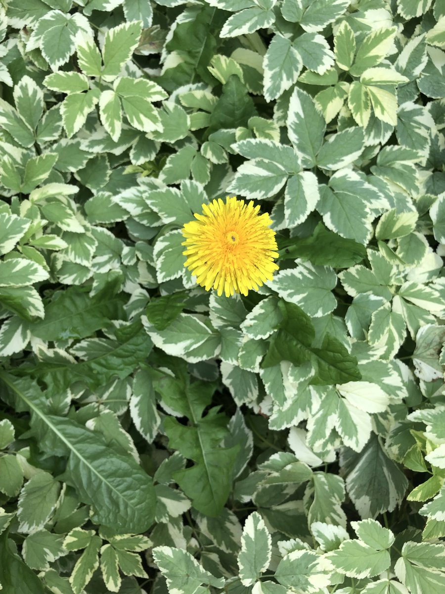 jymcbride4949's tweet photo. The life cycle of a dandelion .  Stayed intact for many days , after it turned , then seeded the world in my front yard.  Simple beautiful Blessigns. https://t.co/2z7557swQ5