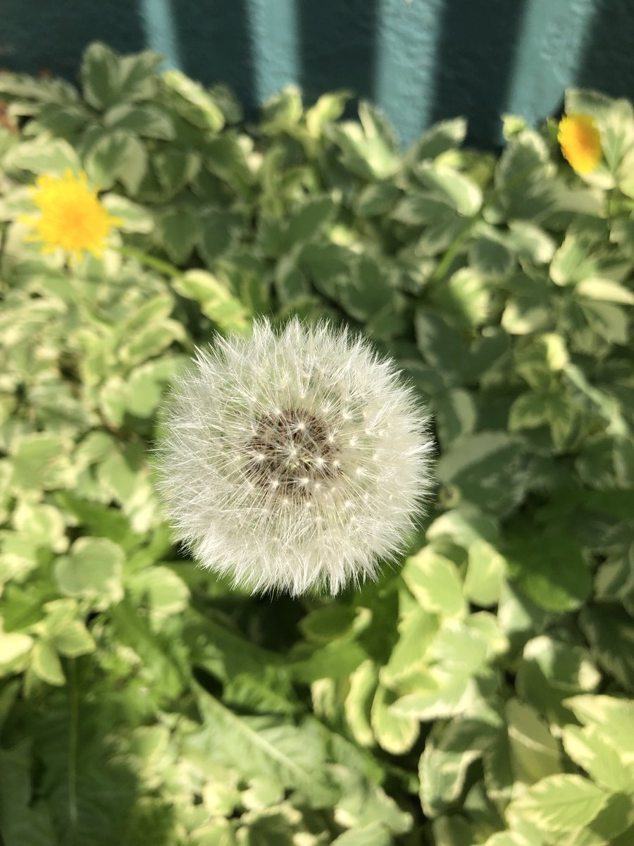 jymcbride4949's tweet photo. The life cycle of a dandelion .  Stayed intact for many days , after it turned , then seeded the world in my front yard.  Simple beautiful Blessigns. https://t.co/2z7557swQ5