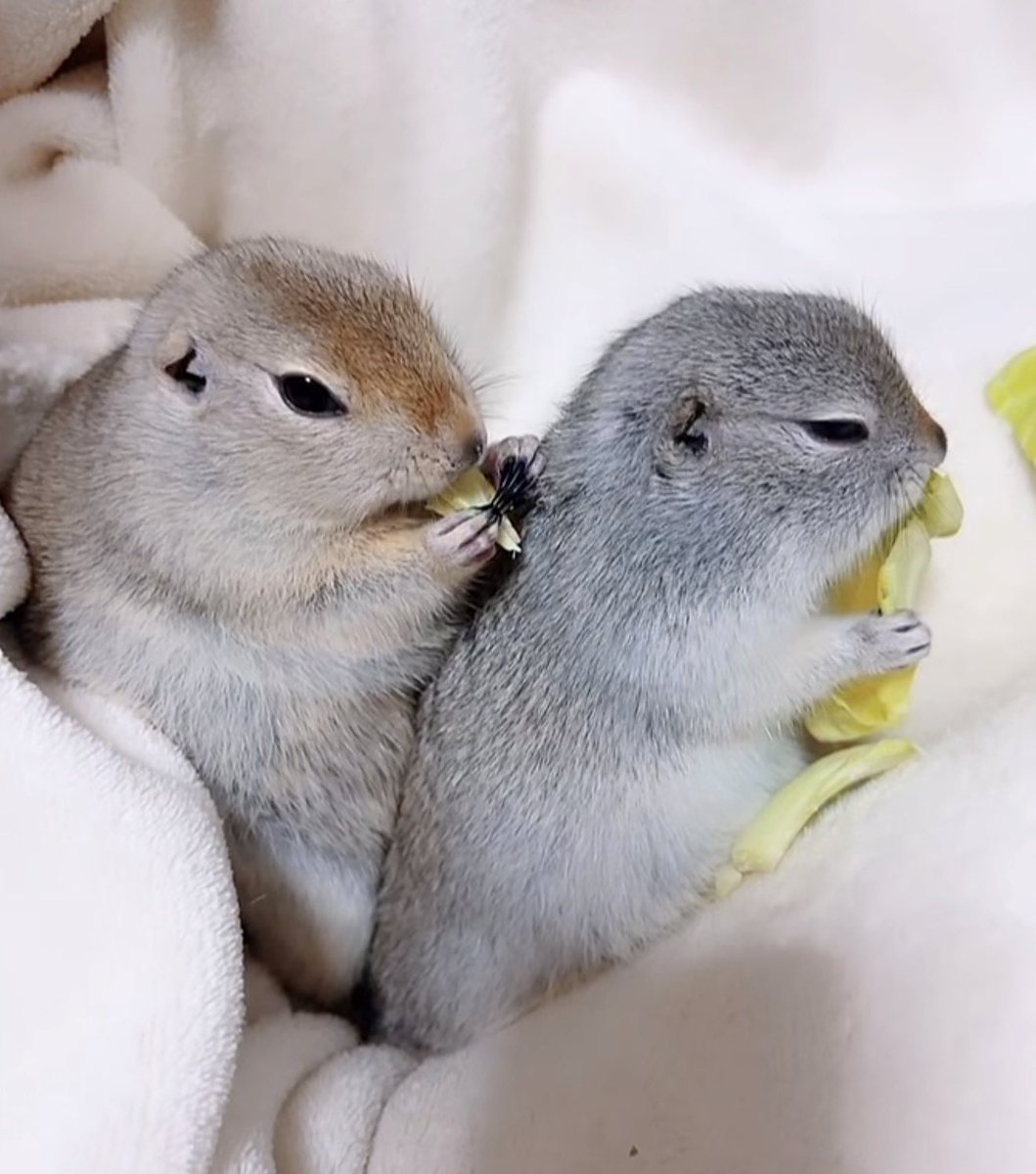fruitpibble's tweet photo. me and my squirrel wife having a snack https://t.co/76tT3WFWbq