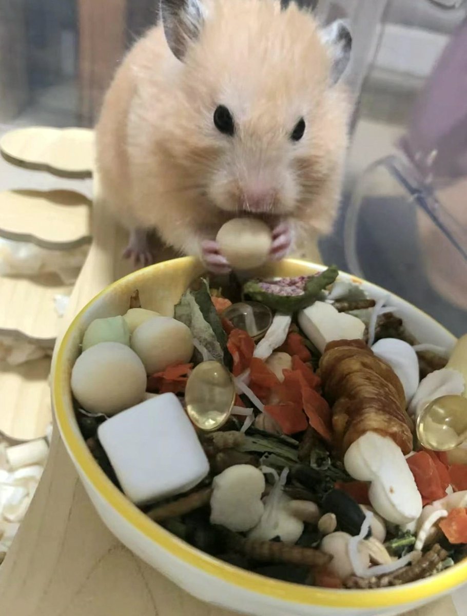 RyanRiverar9p's tweet photo. He won’t go until he’s eaten everything up. https://t.co/jy59vQ4vgW