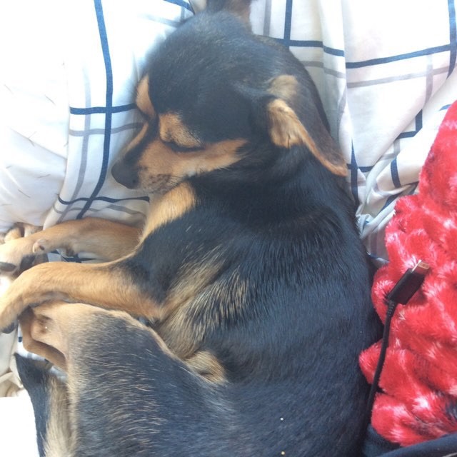 ThomasBalcos's tweet photo. Gracie https://t.co/P812mtjbfW