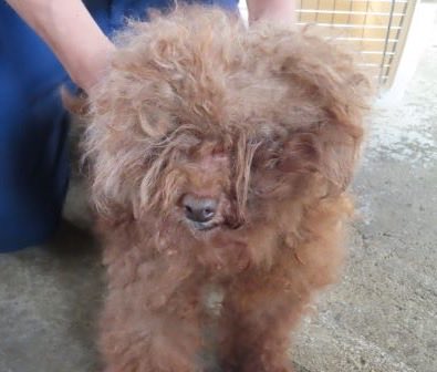 fukushiyamesagi's tweet photo. 🆘緊急🆘#収容犬
🆘掲載期限9/28(月)
9/17(木)千葉県松戸市栗ケ沢
ピンク首輪
マイクロチップ有
茶♀トイプードル
📲東葛飾支所🙇🏻‍♂️#21世紀の森と広場
迷い犬迷子保護イヌいぬメス茶色アプリコットオレンジフォーンレッド栗ヶ沢柏流山市川鎌ケ谷鎌ヶ谷高柳駅逆井増尾五香常盤平新八柱北小金南 #ニボメン 

🚨「メス」「小型」「首輪有：布製ピンク色首輪」「鑑札無・マイクロチップ有」とされる、茶色(或いはアプリコット/オレンジフォーン、レッド)のトイプードルが収容されています‼
🚨️飼い主様、関係者様は大至急お迎えをお願いいたします🙏🏻
🚨収容犬にお心当たりのある方は大至急、東葛飾支所迄ご連絡をお願いいたします📲🙇🏻‍♂️

◎公示には「トイプードル*・茶色**・メス***　小型・成犬　首輪有：布製ピンク色首輪****　鑑札無・マイクロチップ有***** 」と記載されています🐩

＊犬種の認識・表現は個人の感覚等により異なる為、収容中の犬が公示記載種類の「トイプードル」としてではなく、トイプー、トイプ、プー、プードル、或いは茶プー等として捜索されている可能性もあります。

＊＊公示掲載画像は撮影・再生条件、被毛・皮膚の濡れ・汚れ、或いは傷病等により色合いが違って見える場合があります。またトイプードルの被毛は、加齢その他の条件による褪色も考えられ、毛色・毛柄等の認識・表現は個人の感覚等によっても異なる為、収容中の犬が公示記載毛色の「茶色」としてではなく、アプリコット(オレンジ・フォーン)、レッド(レッド・フォーン)等として捜索されている可能性もあります。収容犬の特徴の詳細は東葛飾支所迄お問い合わせください(※迷子動物をお探しの方は直接東葛飾支所へ出向かれてのご確認が確実です。 )📲🙏🏻

＊＊＊収容動物は長毛、傷病、或いは興奮等により、性別の確認が困難な場合があり、公示記載の性別が後日訂正される可能性もあります。正確な情報は東葛飾支所迄お問い合わせください📲🙇🏻‍♂️

＊＊＊＊公示掲載画像の収容動物装着品は撮影・再生条件、褪色・劣化等により元の色合い・形状とは違って見える場合があります。画像から首輪は赤と白のギンガムチェックのように見えます。正確な情報は東葛飾支所迄お問い合わせください📲🙏🏻

＊＊＊＊＊公示にはマイクロチップ登録の有無に関する記載はありません。詳細は東葛飾支所迄お問い合わせください📲🙇🏻‍♂️

⚠️傷病等の有無・状態、収容状況等については東葛飾支所迄お問い合わせください 📲🙏🏻

◎迷子動物は市区町村境・都県境等を越境して収容される場合もあります❗️

◎公示に記載がなく、掲載画像からも不明な収容動物の特徴等については東葛飾支所迄お問い合わせください📲🙇🏻‍♂️

◎各センター・保健所等ではDNA検査による鑑定は実施していないと考えられますので、公示記載の犬種・猫種等は推定であり目安とお考えください🙏🏻

◎収容動物は長期放浪等の影響による容姿の変化、或いは首輪等の脱落、色柄・形状等の経年劣化、放浪中の他者による装着等の可能性があります。公示に掲載画像がある場合でも、撮影・再生条件、被毛・皮膚の濡れ・汚れ・傷病等により動物の目の色や毛柄等の特徴、或いは経年劣化等により首輪等の色柄・形状等が逸走当時とは違って見える可能性があります。またリンクのミス等により掲載画像に別の個体や装着品が表示されるケースも稀に見られます。公示記載情報、或いは掲載画像からの印象と、動物の逸走当時の容姿、着用物との多少の差異に拘らず東葛飾支所でのご確認をお願いいたします🙇🏻‍♂️

お問い合わせ
所属課室：健康福祉部動物愛護センタ−東葛飾支所
電話番号：04-7191-0050
ファックス番号：04-7193-2387
📩https://t.co/3dRK12YuDg

個人等で保護している動物情報(千葉県※千葉市、柏市、船橋市を除く)
⏩https://t.co/Pe6hAQzoys

収容犬情報  千葉県動物愛護センター東葛飾支所
⏩https://t.co/7wDXuU5aZN

【管理番号】2600917-1-1