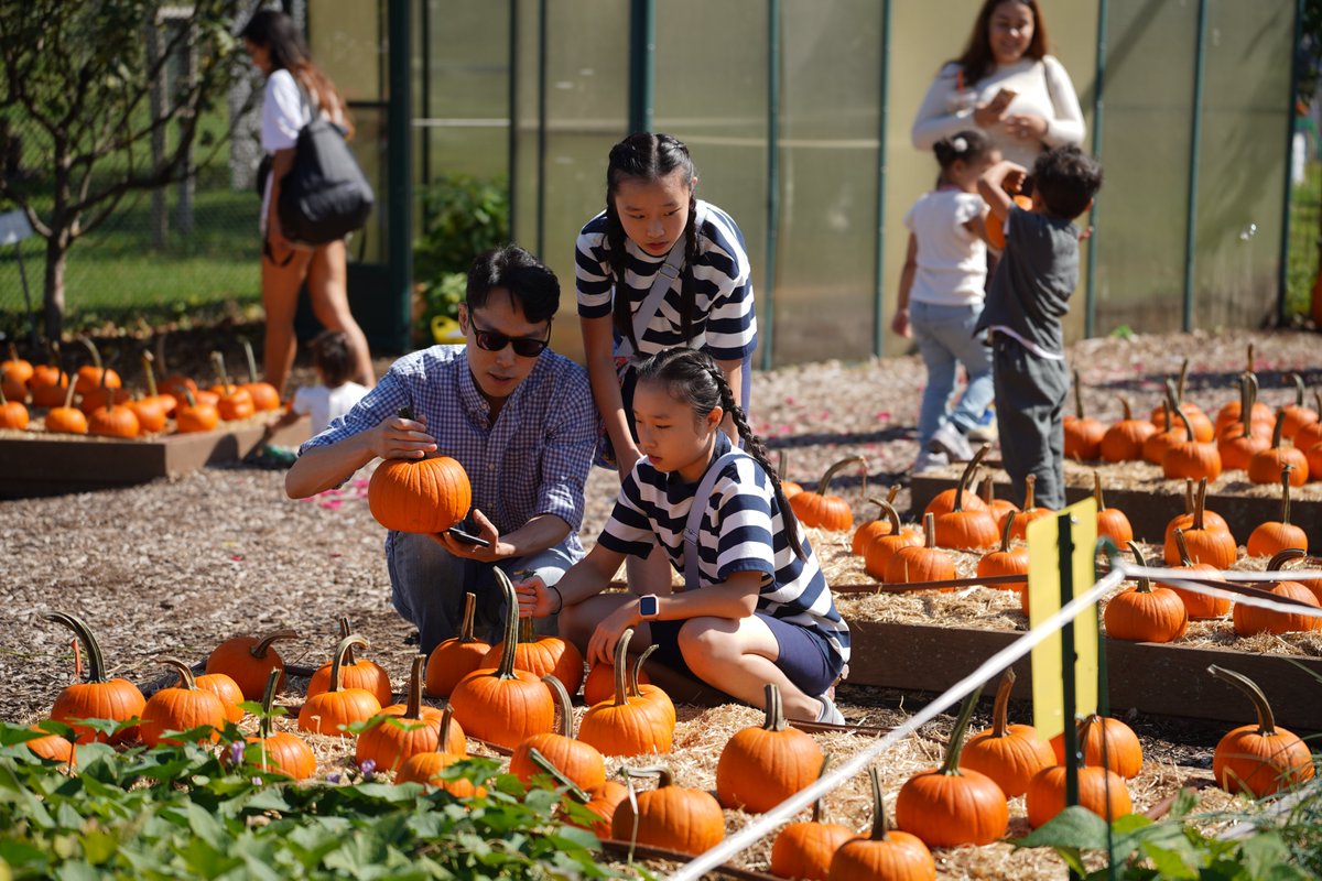 randallsisland's tweet photo. Our FREE Harvest Festival is almost here! Join us on Sunday, 10/4, from 12 - 3 PM at our Urban Farm &amp; Fields 62 &amp; 63!

Pick out a pumpkin, enjoy theater &amp; bubble performances, get your face painted, taste fresh-pressed apple cider, &amp; more!

Details: https://t.co/U5CeBZmKWs https://t.co/NazfJbU63J