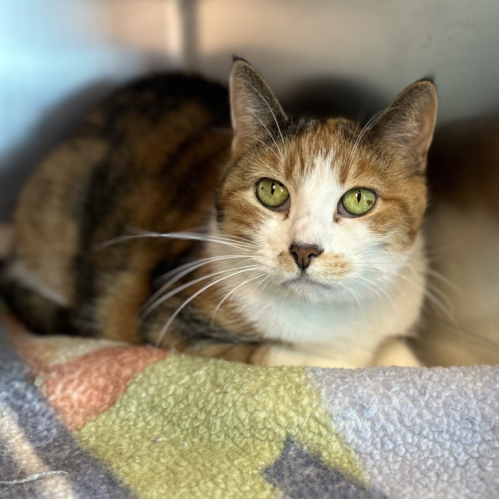 AntiCruelty's tweet photo. 🎶Your beauty is beyond compare
With flaming locks of auburn hair and eyes of emerald green🎶

We think these three are more beautiful than Jolene but come and see for yourself!  We're open until 6 pm so come and adopt a beauty! https://t.co/nDgMbbgtgW