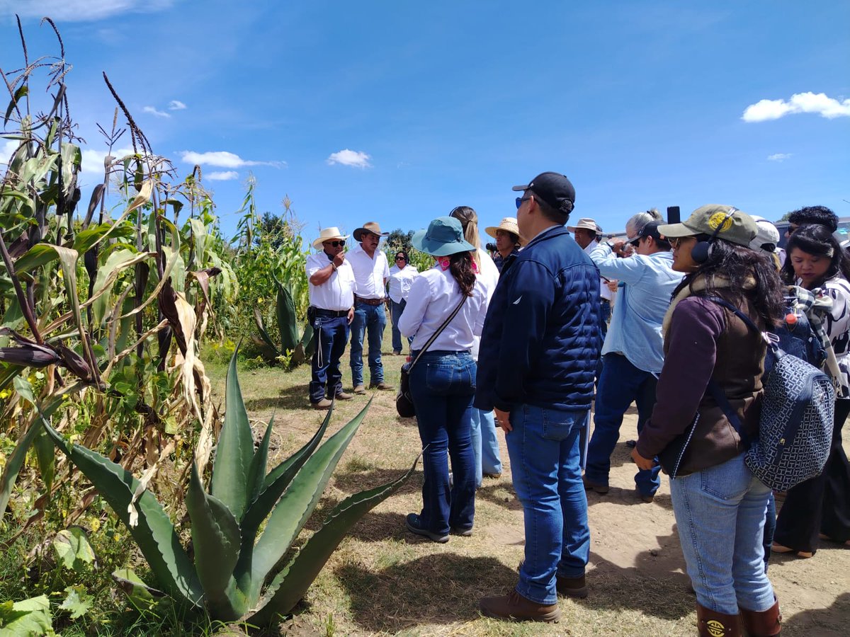 UPRAColombia's tweet photo. Para #Colombia🇨🇴, visitar el Metepantle fue una lección valiosa. Un Sistema Importante del Patrimonio Agrícola Mundial (#SIPAM) no es solo un reconocimiento: abre oportunidades de ingresos para los productores rurales a través de productos tradicionales, ecoturismo y agroturismo, y convierte la conservación en desarrollo.

Lo que aprendimos en Tlaxcala nos ayuda a avanzar hacia la candidatura del Sistema de Ganadería Tradicional y Agroalimentario de las Sabanas Inundables de Paz de Ariporo, #Casanare, como el primer #SIPAM del país.  #CampoMilagro

Foto: @FAO_Colombia