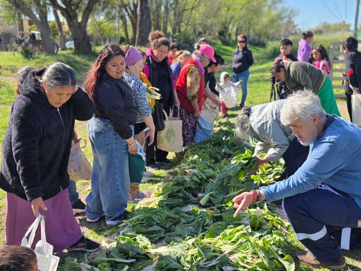 Val_Fabian's tweet photo. 🌱💚 Día de cosecha en la Huerta Comunitaria #ElPocho de #VillaNocito.

Una jornada hermosa, de esas que nos recuerdan todo lo que podemos lograr cuando trabajamos juntos, con las manos en la tierra y la mirada puesta en la comunidad.🙌

Cosechar lo que sembramos es mucho más que obtener alimentos: es compartir, aprender, encontrarnos y seguir construyendo soberanía alimentaria desde cada barrio.🥬🌱

Gracias a cada vecino y vecina que estan comprometidos dia a dia en hacer crecer este espacio.❤️

#HuertasDeLaCiudad🍅🥦🌼 del @MunicipioBahia.
