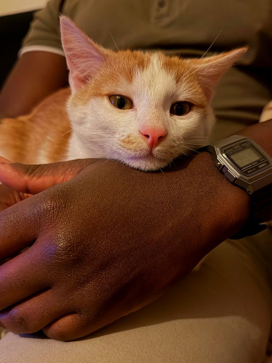 _fortyfourza's tweet photo. the internet also deserves a picture of my little boy Bugs getting cuddles from his uncle.🥺 https://t.co/cPtFwazZgW
