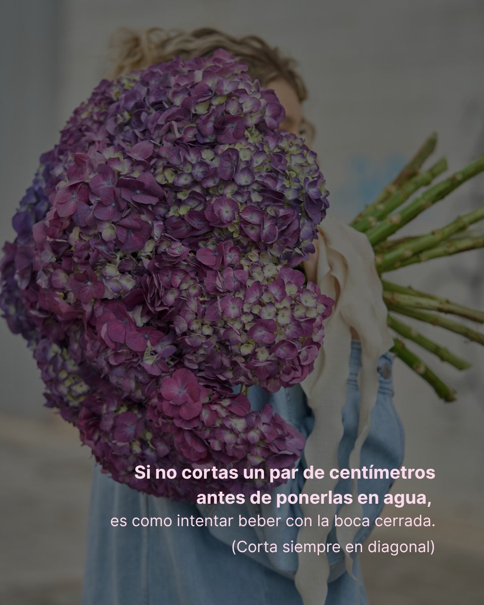 DanielaLove03's tweet photo. Confesión: ¿Cuántas veces has dejado morir un ramo por puro despiste? Un corte en diagonal o la ubicación del jarrón pueden marcar la diferencia. Descubre los errores que arruinan tus flores y cómo solucionarlos hoy. ¿Cuál te ha sorprendido más? https://t.co/1QiG3N2ihg