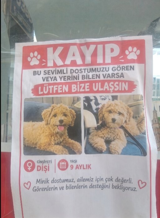 Erdogan___53's tweet photo. Sevimli değil, tam bir haylaz dost! 
Sahibinin bir anlık dalgınlığını fırsat bilip kaçıvermiş...

Bazen ne yazık ki insanlıktan nasibini almamış bazı kişiler köpek de çalıyor. Ama çok şükür, Yüce Allah’ın izniyle nihayet bulundu bulunur her daim!

Bu güzel haber, birinci derece 'gerçek' hayvanseverlere bir armağanımız olsun. Yüzlerinde tebessüm olsun bu haylaz dost ;)

Bu arada hayvan sevgisinin de dereceleri var.
Alttaki isimler can dostlar adına Süper lig ekibi ;)
Yüce Allah tüm hayvanseverlerden razı olsun..

@pervintuba
@ferdatutuncutr
@bgmecepazarci
