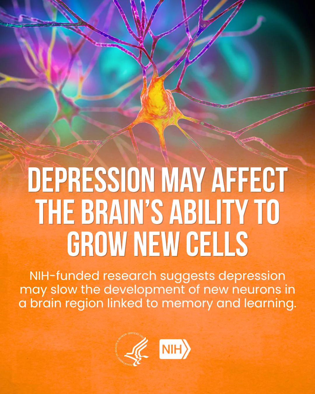 Colorful illustration of neurons with a text overlay: "Depression may affect the brain's ability to grow new cells. NIH-funded research suggests depression may slow the development of new neurons in a brain region linked to memory and learning." Logos for the U.S. Department of Health and Human Services and NIH are at the bottom.