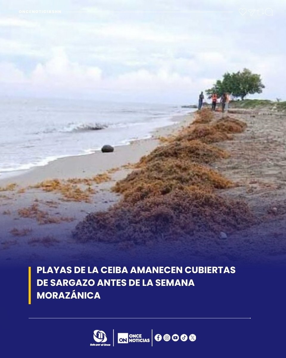 11_Noticias's tweet photo. 🌊🟢 El sargazo vuelve a marcar presencia en las costas de La Ceiba, justo cuando se acerca la Semana Morazánica.

Conocé los detalles 👉🏻: https://t.co/a46u10RQg5

#LaCeiba #Sargazo #SemanaMorazánica #Honduras https://t.co/SQa3IPQJVE