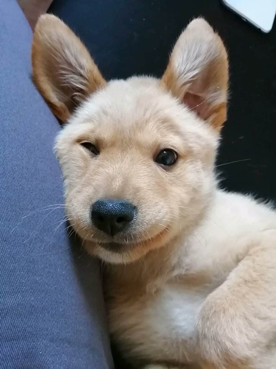 AugustineVoynzh's tweet photo. Nuestro peludo crece día a día! Hoy cumplió 6 meses de alegría ininterrumpida https://t.co/FEX72R1POP