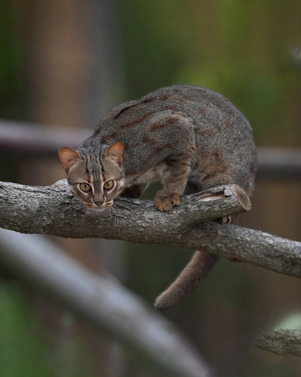 Complex's tweet photo. Meet the world’s smallest cat. 🐈

The rusty-spotted cat is the smallest wild cat species on Earth, weighing just a few pounds and measuring around half the size of a typical house cat. https://t.co/f4k4BEFZgD