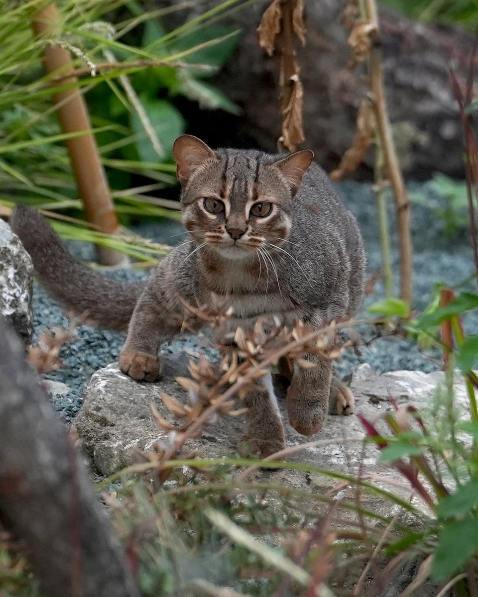 Complex's tweet photo. Meet the world’s smallest cat. 🐈

The rusty-spotted cat is the smallest wild cat species on Earth, weighing just a few pounds and measuring around half the size of a typical house cat. https://t.co/f4k4BEFZgD