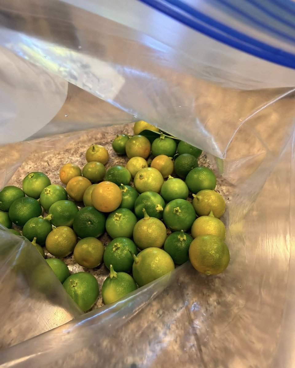 JeneKappelyv's tweet photo. So happy to find real kalamansi juice at Costco! It tastes like home and brings back memories of the Philippines, where this beloved citrus fruit is widely cultivated. https://t.co/VOaDesmt9b