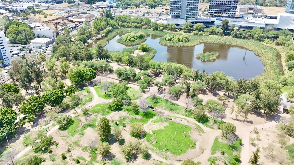 AleGutierrez_mx's tweet photo. León es otro, es mejor. 🧡🌳

Y nuestros parques son una gran muestra: León ya es reconocido a nivel internacional. 🌎

🏆 Bosque de la Olla: Green Flag Award.
🏆 Parque Cárcamos: Green Flag Award.
🏆 Parque Metropolitano La Reserva: Mejor Parque Urbano Nuevo, reconocido por World Urban Parks.
🏆 Parque Metropolitano Norte: reconocido en la categoría de Grandes Parques de Latinoamérica por World Urban Parks.

Seguimos dejando huella, consolidando la red de parques más grande de todo México. 🧡