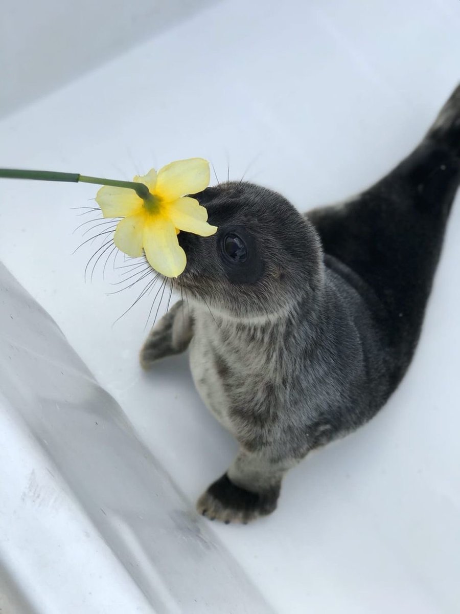 werebullpup's tweet photo. There is limitless beauty in this world for those with the eyes to see https://t.co/RysXi5RnqY