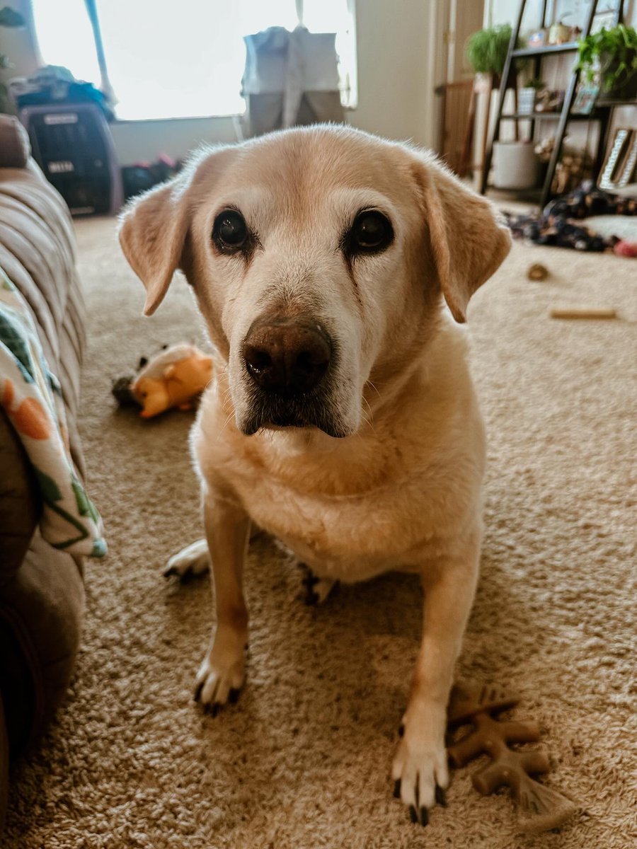 epsilomi's tweet photo. Pete turns 13 today. He made me fall in love with Labradors and has been my loyal shadow ever since. He’s slowing down, but every day with him is a gift. We’ll keep him comfortable and cherish every moment. https://t.co/CPDKGSTLrC