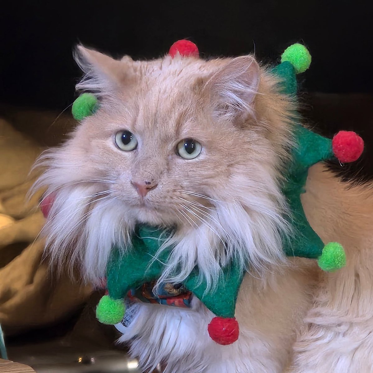 JacksonMurer's tweet photo. Santa’s helper: Boxer. https://t.co/bV8hnS72z4