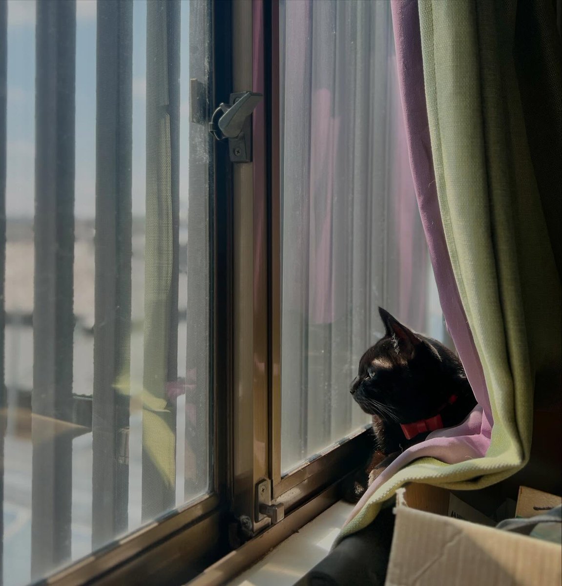BreannaStrgj7's tweet photo. 投稿が遅くなってすみません。本日午前中の猫の写真です。普段は入らない2階の書斎に忍び込み、まっすぐ窓辺へ。こんなお気に入りの場所があったなんて。最高の秘密基地だね。 https://t.co/7DLdoBcIW5