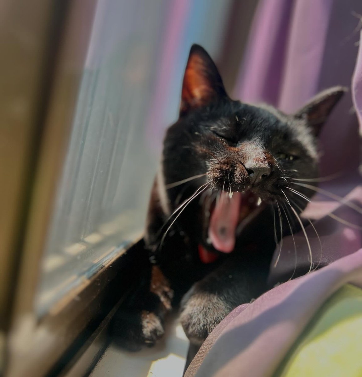 BreannaStrgj7's tweet photo. 投稿が遅くなってすみません。本日午前中の猫の写真です。普段は入らない2階の書斎に忍び込み、まっすぐ窓辺へ。こんなお気に入りの場所があったなんて。最高の秘密基地だね。 https://t.co/7DLdoBcIW5
