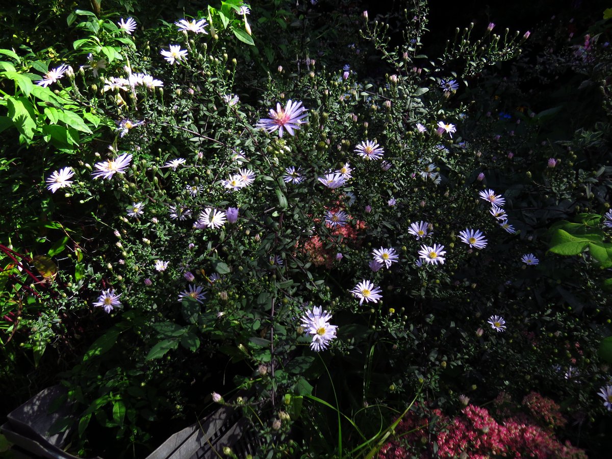 angegarrod's tweet photo. #gardenersworld A few from this week...asters opening, heleniums flowering well and the hardy fuchsias are once again covered after dropping all bud in the drought.

#flowers #autumnwatch https://t.co/SearF46PcX