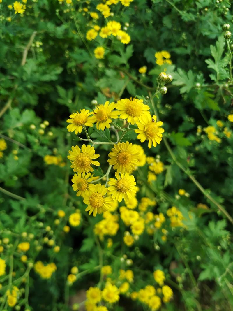 alisw667817v1's tweet photo. Looking at the garden, the ridge is firm, the herbs are in clusters, and the delicate chrysanthemums stand proudly. https://t.co/kDPGDc5wGr